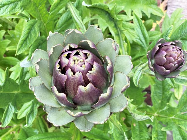 アーチチョークの写真