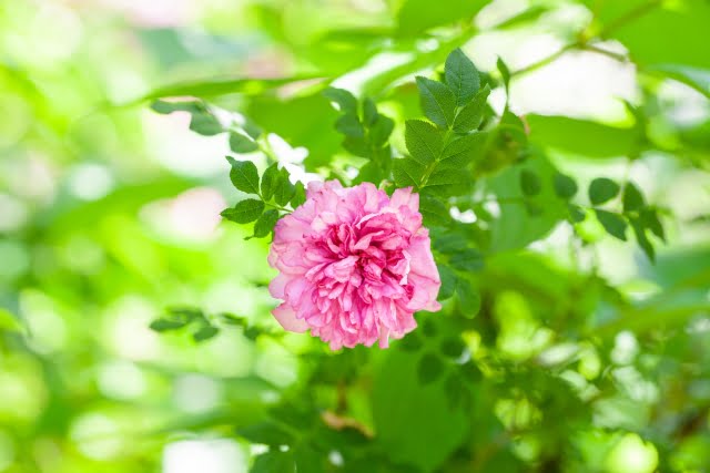 十六夜薔薇の写真